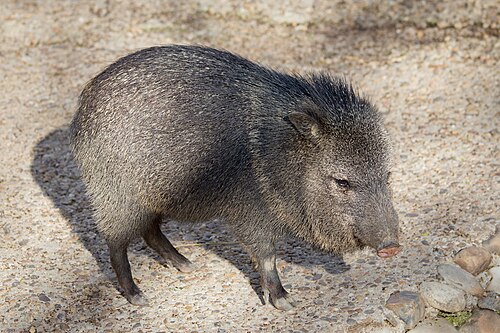 Collared peccary